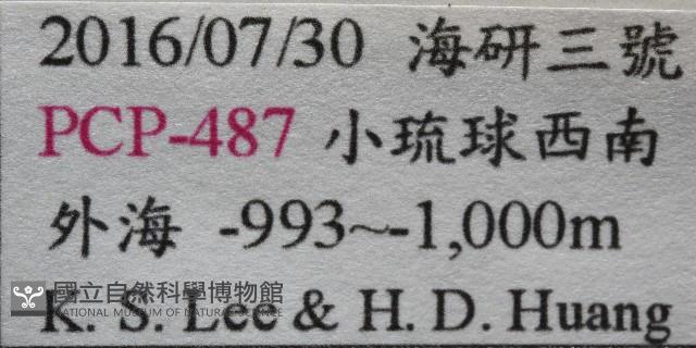 未知種刺鎧蝦藏品圖，第11張
