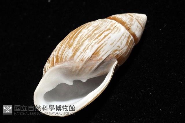 中華大耳螺藏品圖，第11張