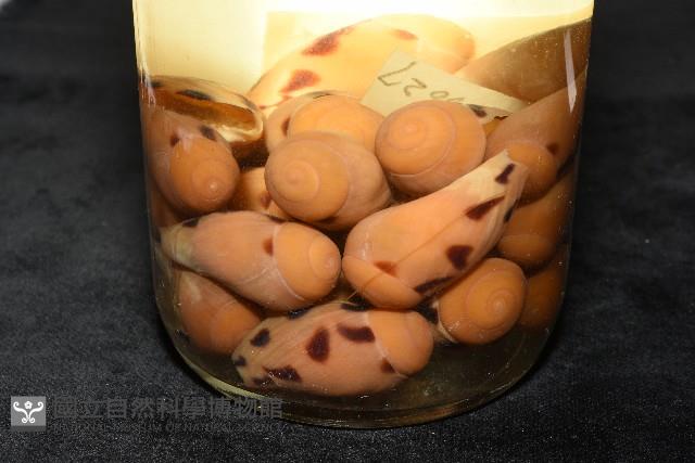 椰子螺藏品圖，第11張