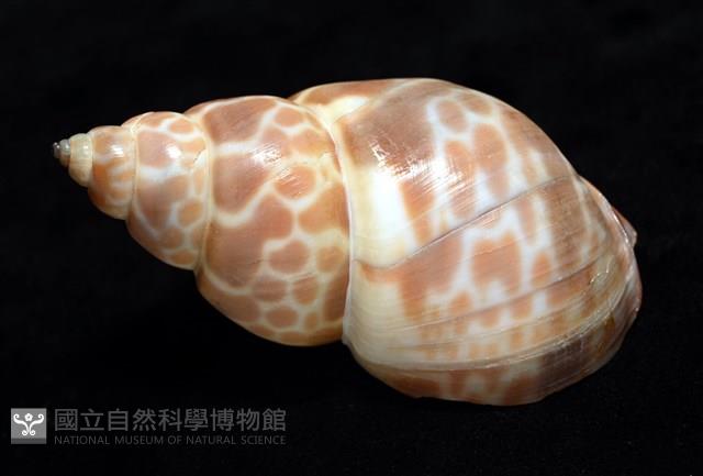 錫蘭鳳螺藏品圖，第11張
