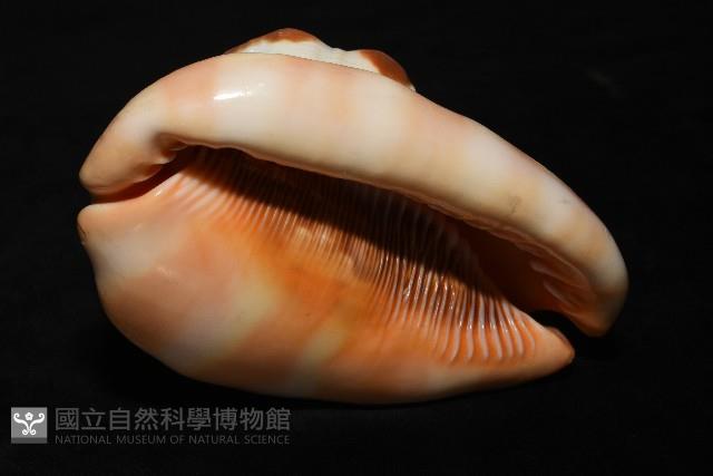 萬寶螺藏品圖，第11張