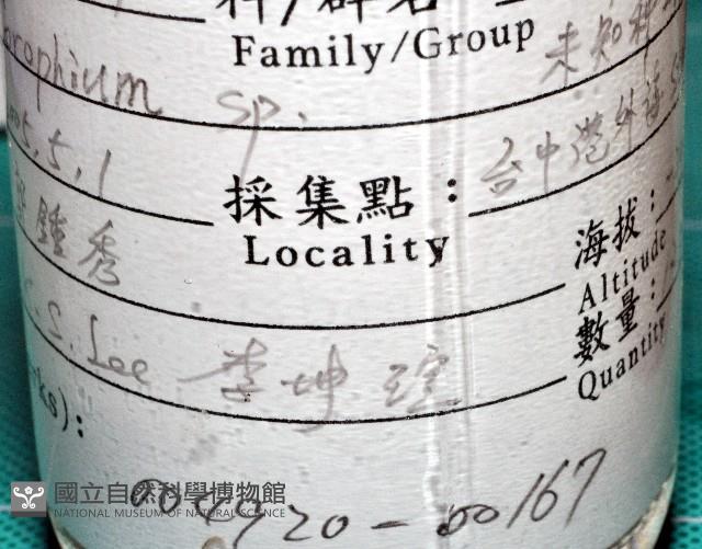 未知種蜾嬴蜚藏品圖，第11張