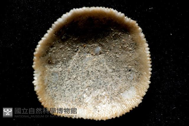 未知種齊苔蟲藏品圖，第11張