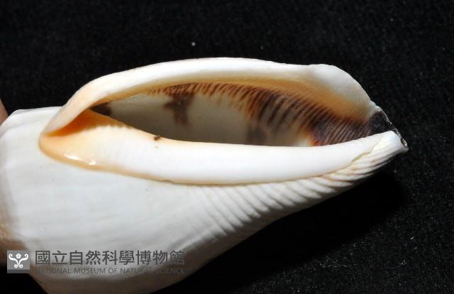 黑嘴鳳凰螺藏品圖，第11張