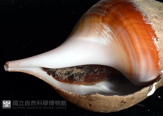 馬丁長鼻螺藏品圖，第11張