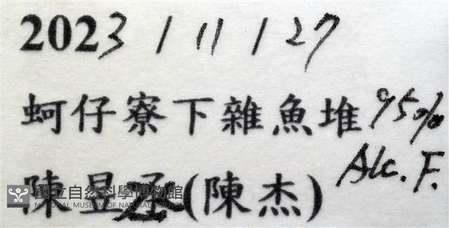 四斑饅頭蟹藏品圖，第11張