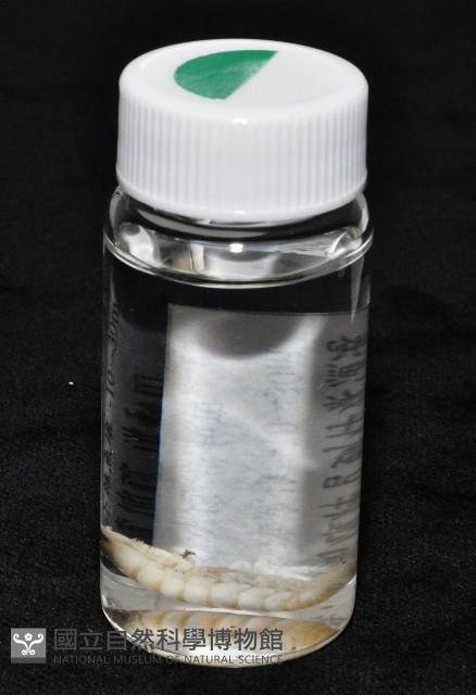 未知種浪漂水虱藏品圖，第11張