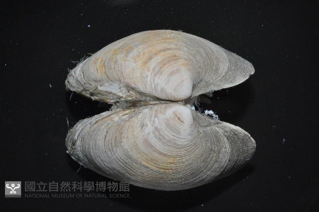 櫻桃寶石簾蛤藏品圖，第11張