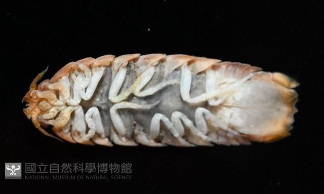 未知種羅司水虱藏品圖，第11張