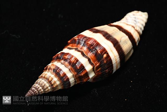 菜鳥蛹筆螺藏品圖，第11張