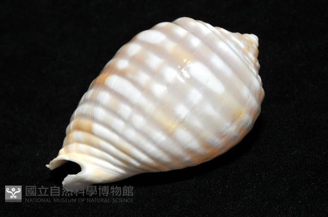 巴西粗齒鶉螺藏品圖，第11張