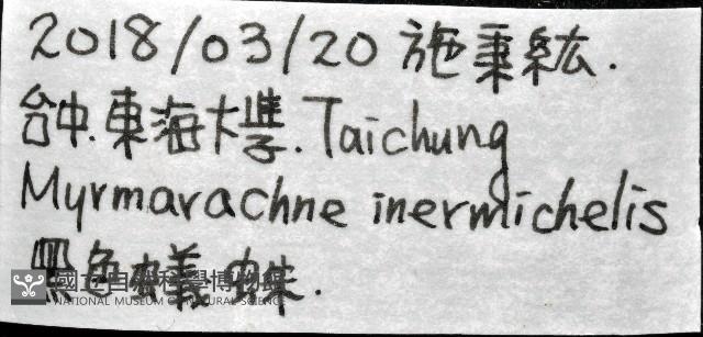 黑色蟻蛛藏品圖，第11張