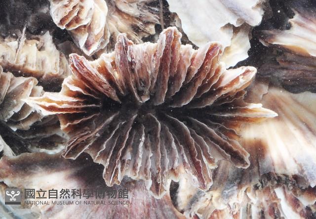 菱扇形珊瑚藏品圖，第11張