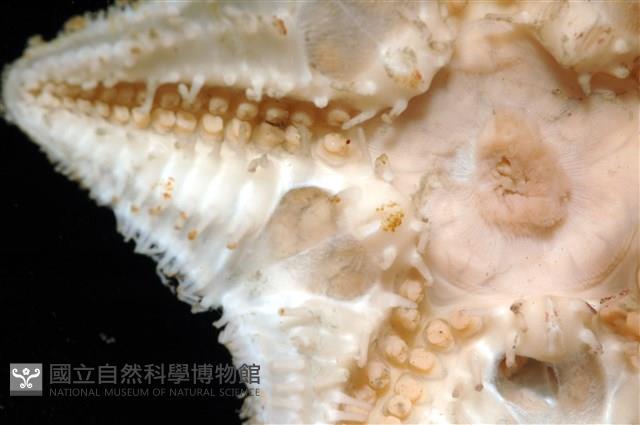 未知種開曼海星藏品圖，第11張