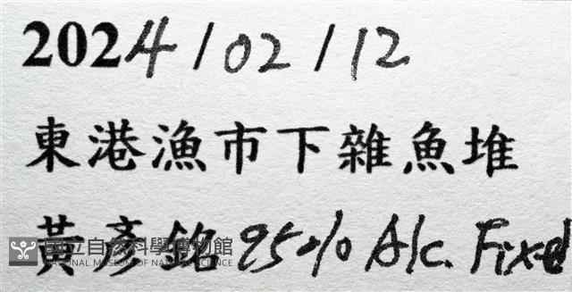未知種尻參藏品圖，第11張