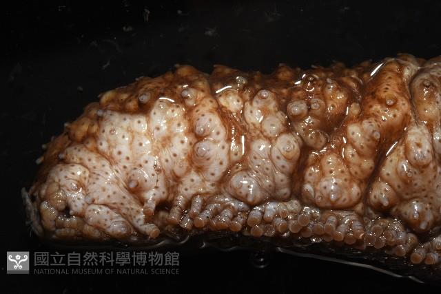 格皮氏海參藏品圖，第11張