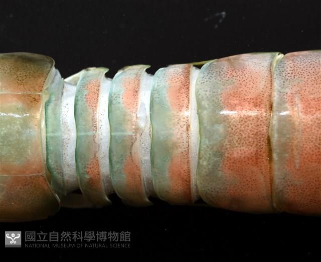 脊尾齒指蝦蛄藏品圖，第11張