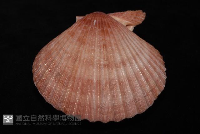 澳洲海扇蛤藏品圖，第11張