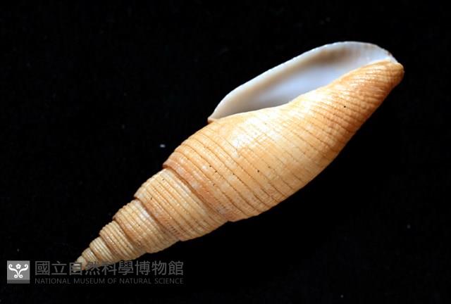 靈犀筆螺藏品圖，第11張