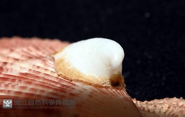 茉莉花偏蓋螺藏品圖，第11張