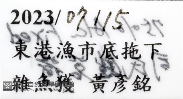 司氏鎧茗荷藏品圖，第11張