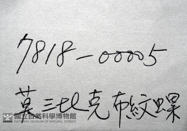 莫三比克布紋螺藏品圖，第11張