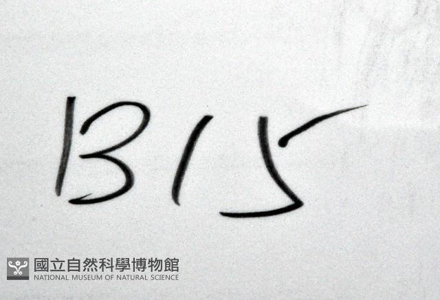 未知種海盤車藏品圖，第11張
