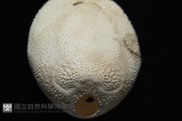 脊背壺海膽藏品圖，第11張