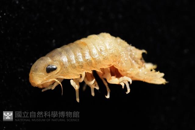 未知種團水虱藏品圖，第11張