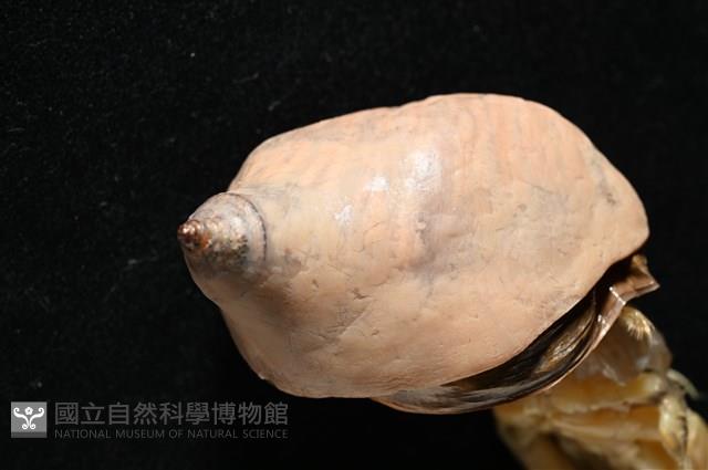 未知種擬寄居蟹藏品圖，第11張