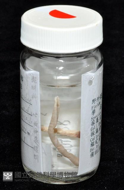 季風遠環蚓藏品圖，第11張