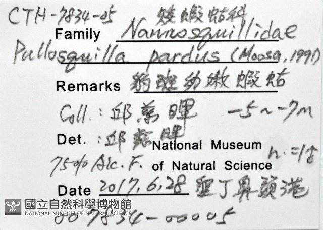 豹斑幼嫩蝦蛄藏品圖，第11張