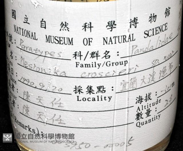 新種柯氏紅蝦藏品圖，第11張
