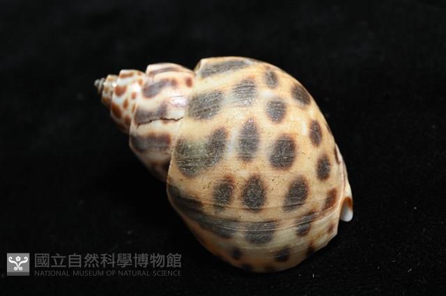 婆羅洲鳳螺藏品圖，第11張
