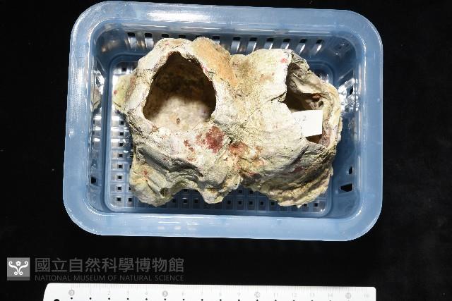 鐘巨藤壺藏品圖，第11張