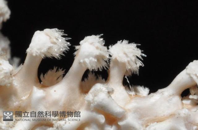 太陽海星之一種藏品圖，第11張