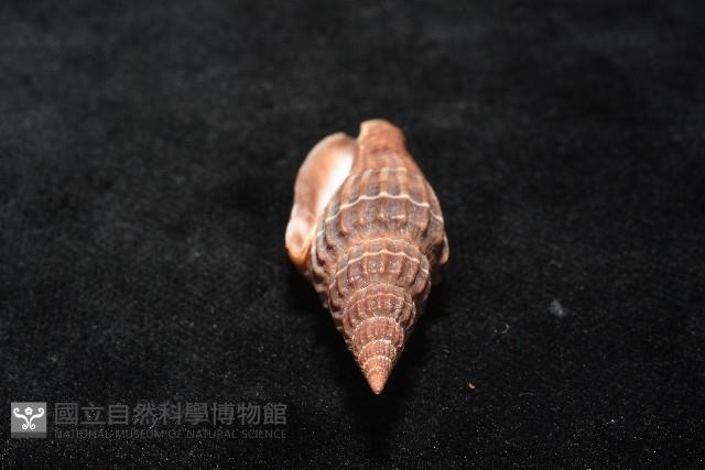 三線蛹筆螺藏品圖，第11張