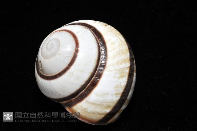 黑白光澤蝸牛藏品圖，第11張