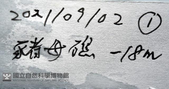 未知種陽燧足藏品圖，第11張