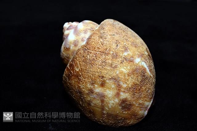 阿拉伯鳳螺藏品圖，第11張