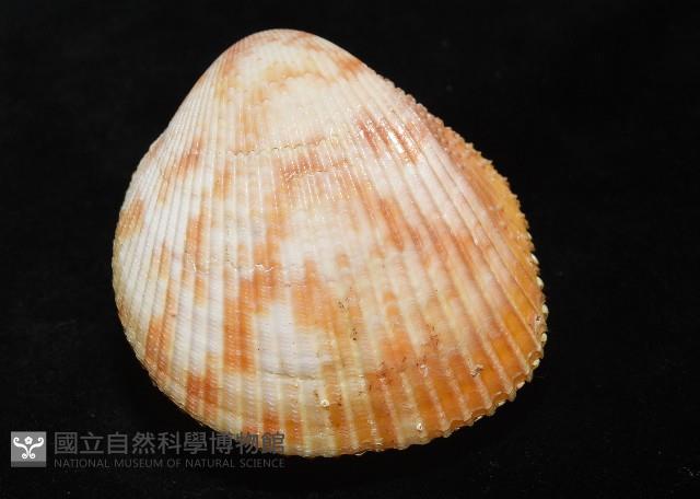 登錄號:007819-00095藏品圖，第11張