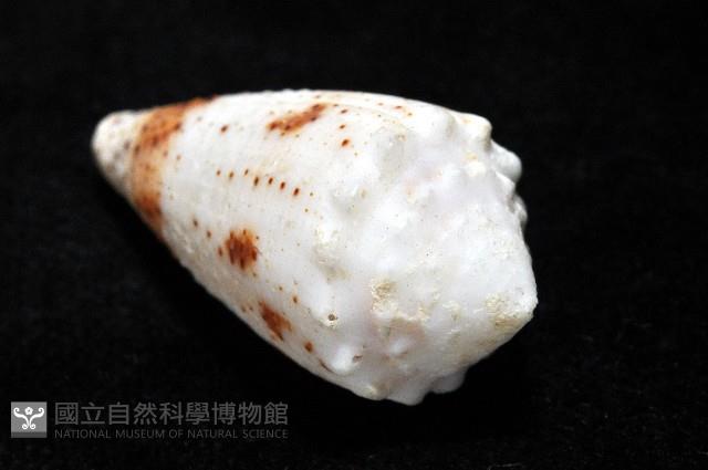 雲朵芋螺藏品圖，第11張