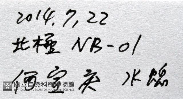未知種水螅藏品圖，第11張