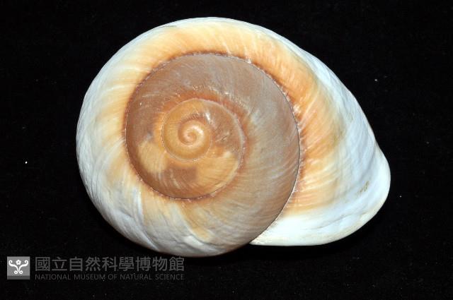 大王鱉甲蝸牛藏品圖，第11張