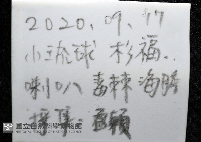 疣裸海膽藏品圖，第11張