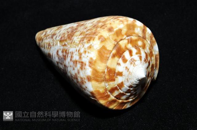 大芋螺藏品圖，第11張