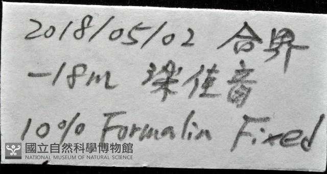 未知種海女蟲藏品圖，第11張