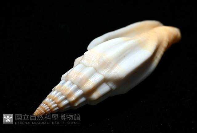 老鳥蛹筆螺藏品圖，第11張