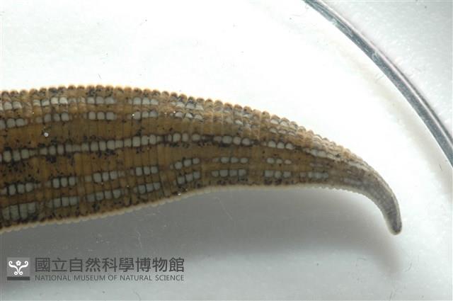 光潤金線蛭藏品圖，第11張