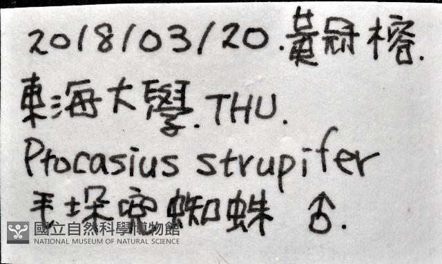 毛垛兜蠅虎藏品圖，第11張